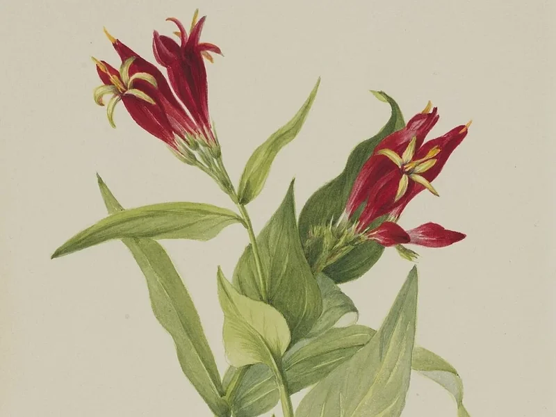 1860-Mary Vaux Walcott - Rosa Carolina